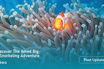 amad reef artikel