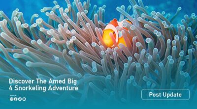 amad reef artikel