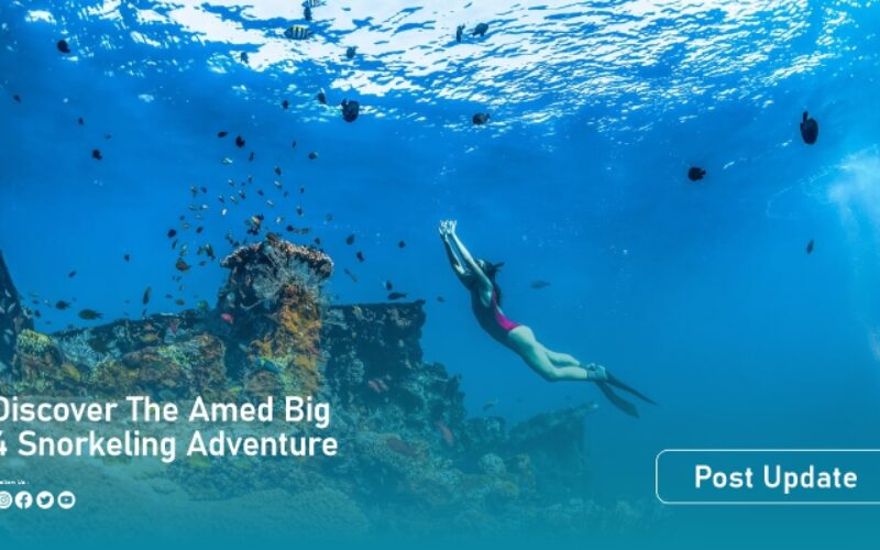 amad reef artikel2