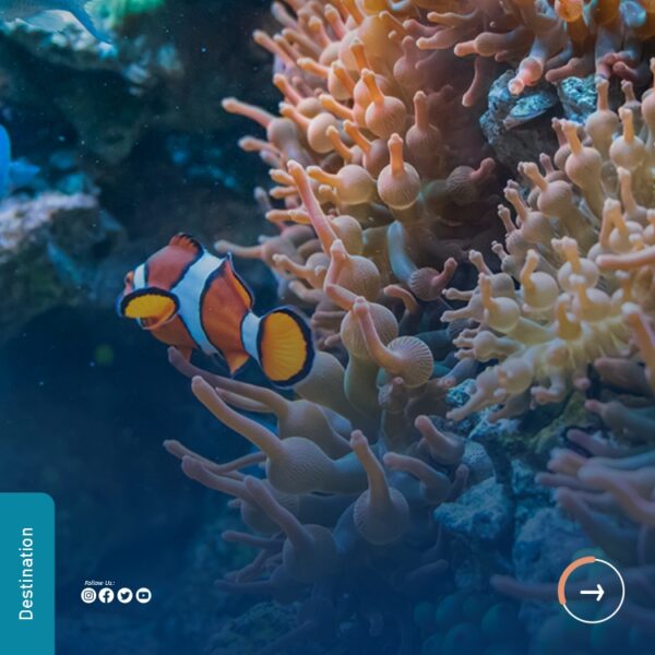 Coral Garden
