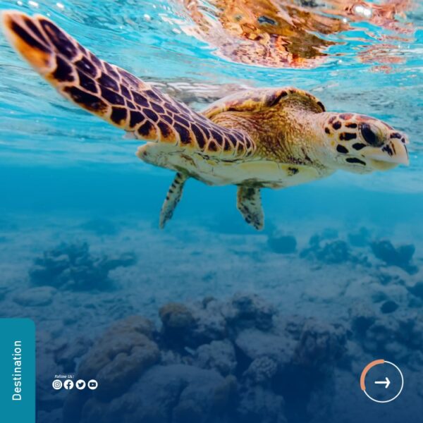 Turtle Point