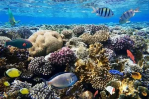 amed snorkling (6)